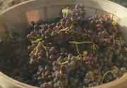 Preview + Sneak Peek - Autumn in the Vineyard