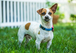 Lefty - Adoption Ever After - Home & Family