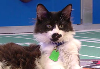 Cat-lete of the Week - Smudge - Kitten Bowl VII