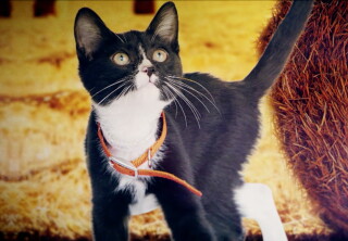 Cat-lete of the Week - E-Squeak-iel Elliott - Kitten Bowl VII
