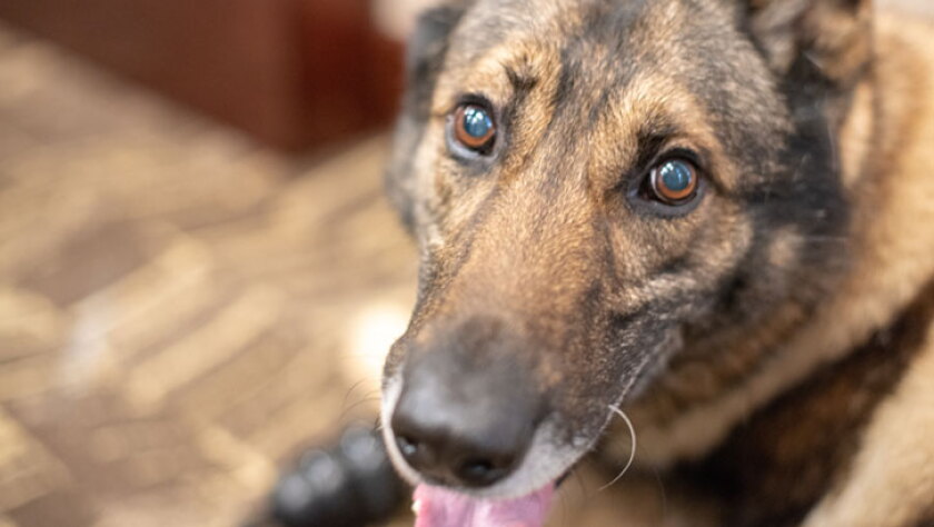 Service Dog Reunification - American Humane