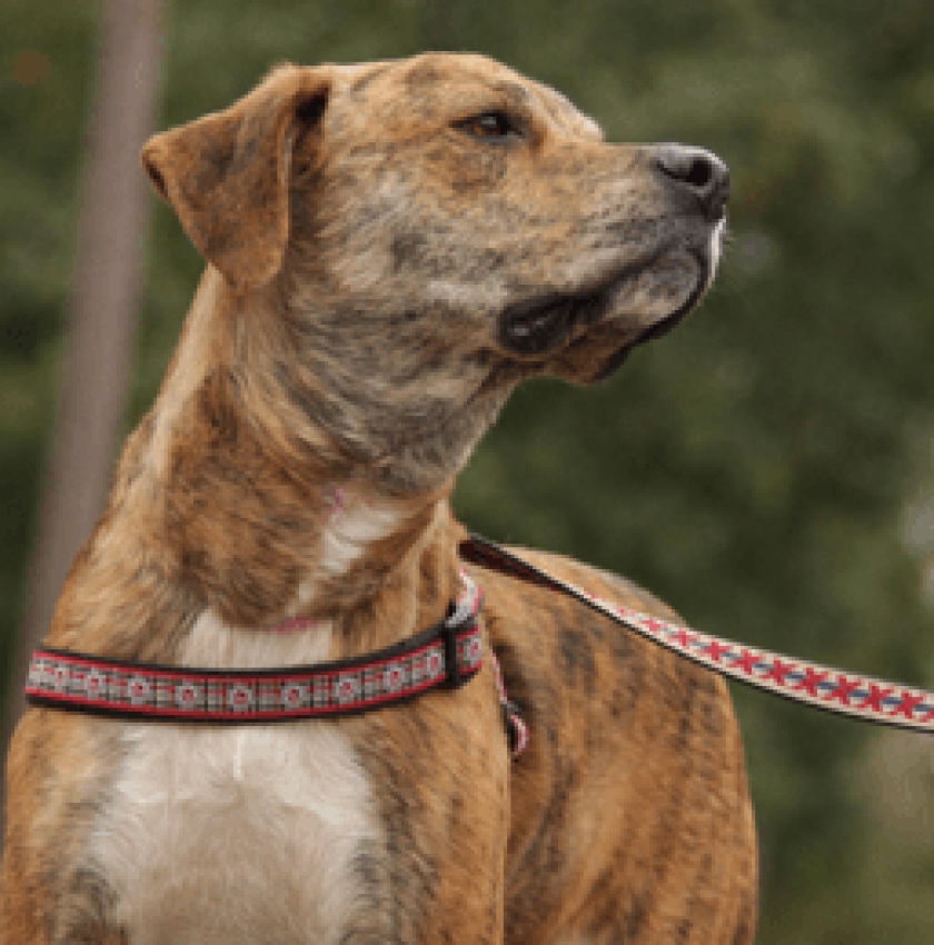 American Humane Hero Dog Awards 2019 Finalist - Gus