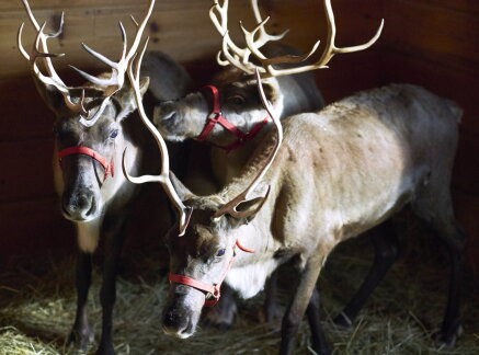 Preview + Sneak Peek - Northern Lights of Christmas