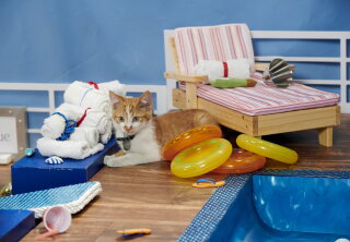 On Location - Kitten Bowl VII and Cat Bowl II