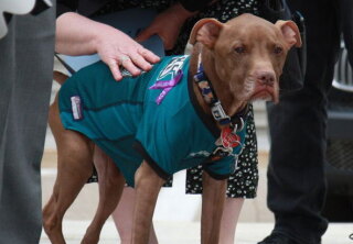 Aladdin - Therapy Dog - Hero Dog Awards 2017