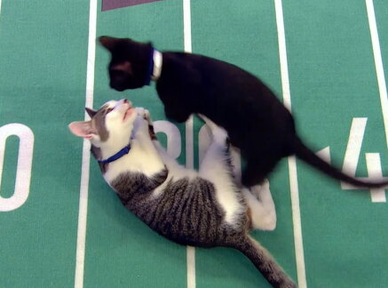 Highlights - The winning moment - Cat Bowl II