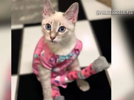 Highlights - Kitten Bowl VIII - Princess Cecily