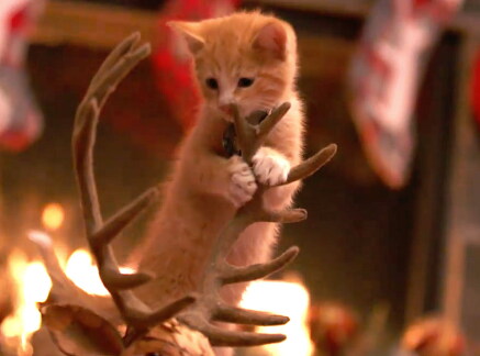 Adoption Ever After - A Kitten Christmas