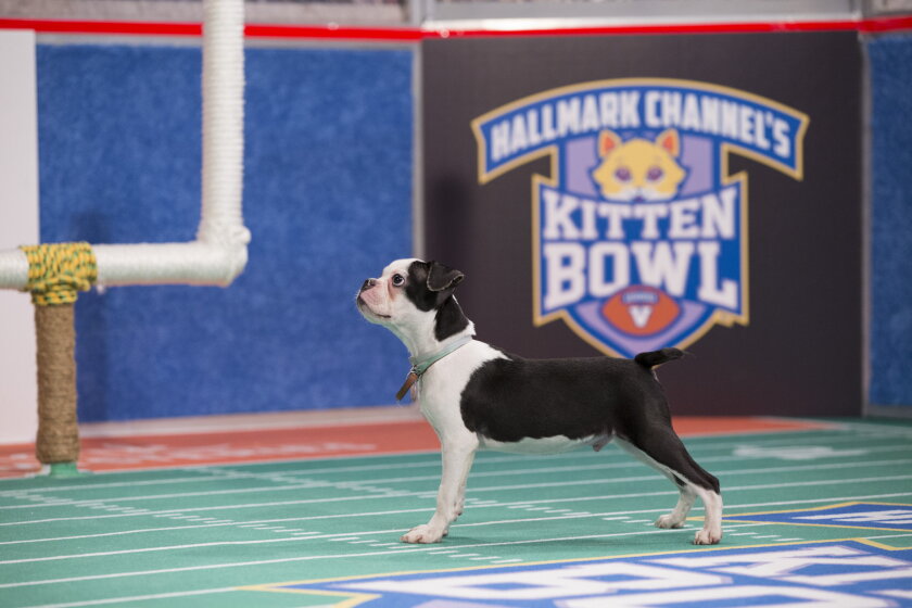 Kitten Bowl V: Up Close with Ruffus the Rufferee - 3