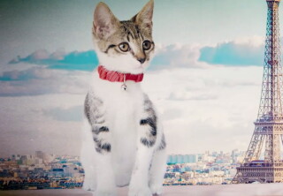 Cat-lete of the Week - Jacques Le Mew - Kitten Bowl VII