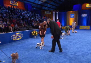 Highlights - Best in Special Needs - American Rescue Dog Show 2020