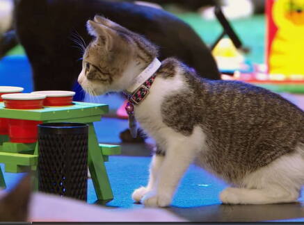 Highlights - Kitten Bowl VIII - Tailgating Fun