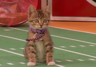 Highlights - Playoff Game Two Gets Started - Kitten Bowl VI