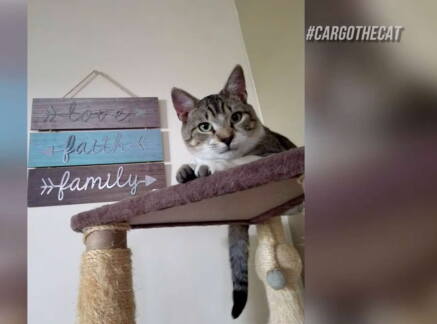 Highlights - Kitten Bowl VIII - Meet Cargo