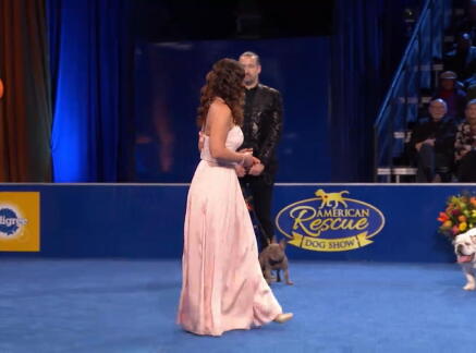 Highlights - Best in Snoring - American Rescue Dog Show 2020