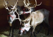 Preview + Sneak Peek - Northern Lights of Christmas