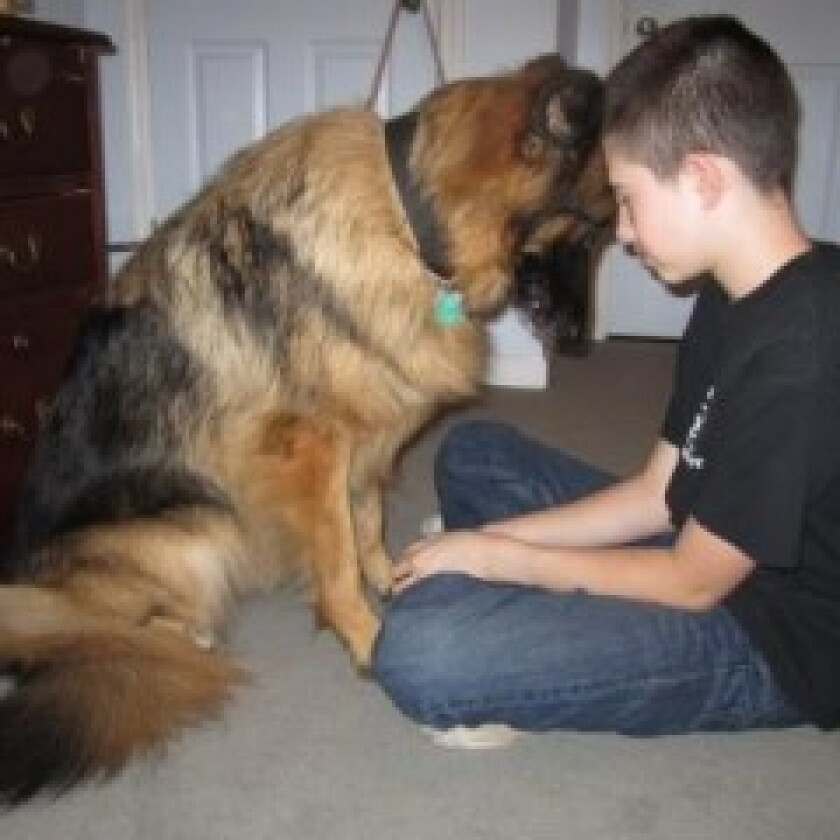 Service Dogs 