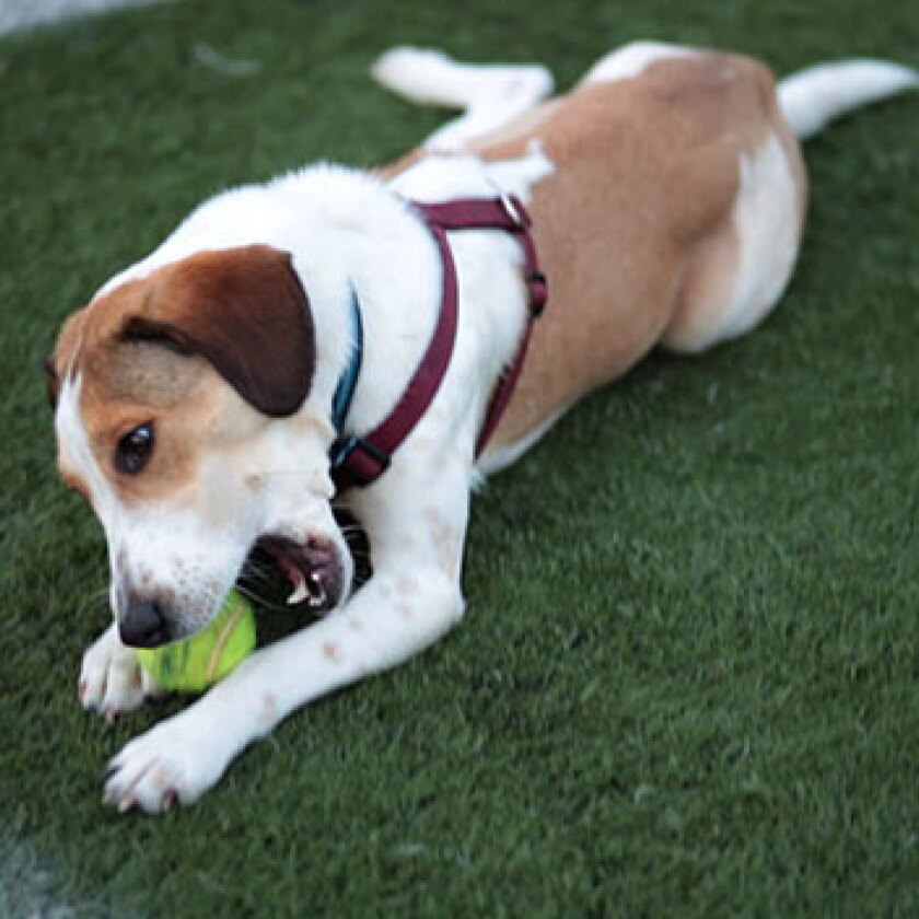 Emerging Hero Dogs