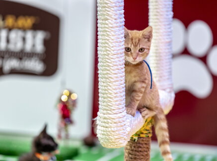Pawsome Field Goals - Countdown to Kitten Bowl