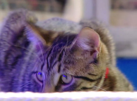 Cat-lete of the Week - Auggie - Cat Bowl II