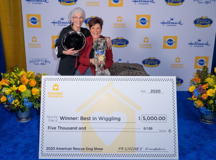 Highlights - Best in Wiggling - American Dog Rescue Show 2020