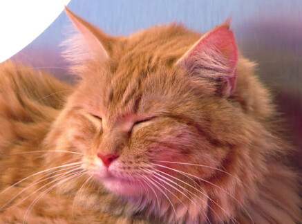 Cat-lete of the Week - Meatball - Cat Bowl II