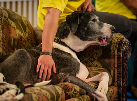 Highlights - Seniors For Seniors - American Dog Rescue Show 2020