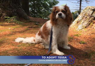 Tessa - Adoption Ever After - Home & Family
