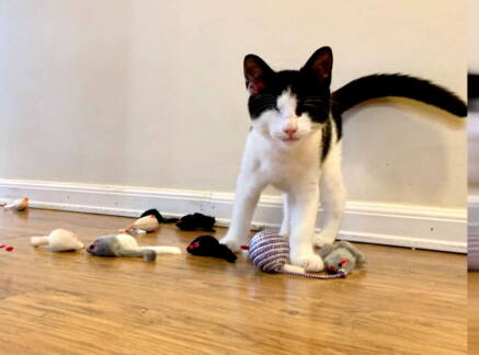 Highlights - Kitten Bowl VIII - Meet Felix