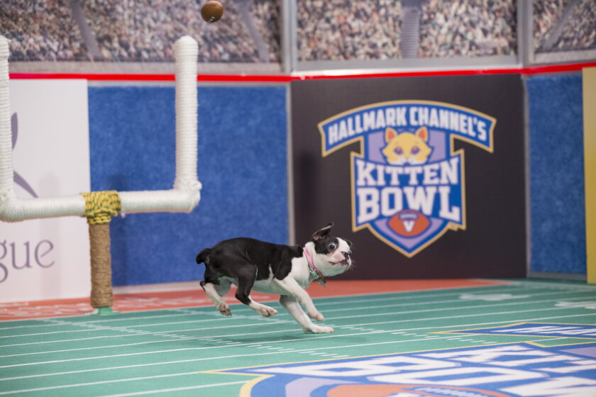 Kitten Bowl V: Up Close with Ruffus the Rufferee - 2