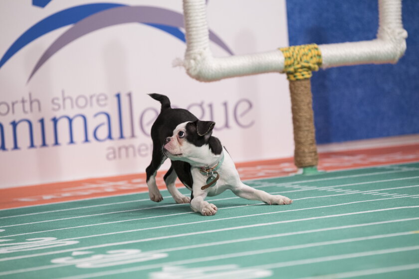 Kitten Bowl V: Up Close with Ruffus the Rufferee 