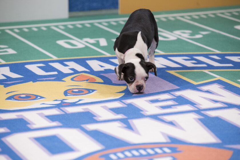 Kitten Bowl V: Up Close with Ruffus the Rufferee - 6