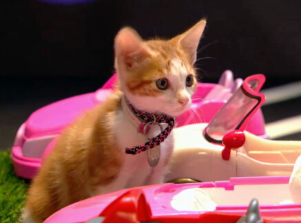 Highlights - Adoption Ever After Fair - Cat Bowl II