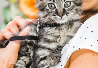Veruca Salt - Adoption Ever After - Home & Family