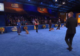 Highlights - Best in Ears - American Rescue Dog Show