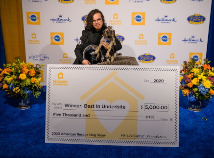 Highlights- Best in Underbite - American Dog Rescue Show 2020