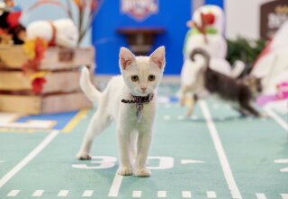 Preview - Kitten Bowl VII