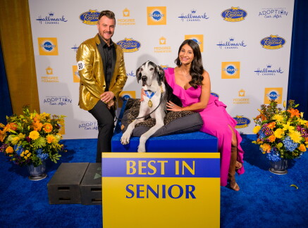 Highlights - Best in Seniors - American Dog Rescue Show 2020
