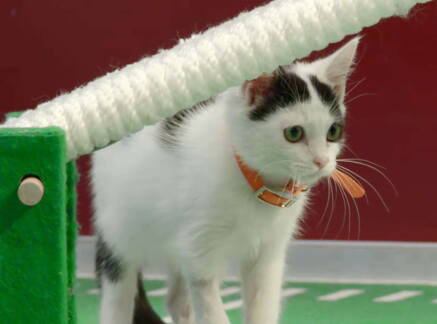 Highlights - Kitten Bowl VIII - Julius Cheeser