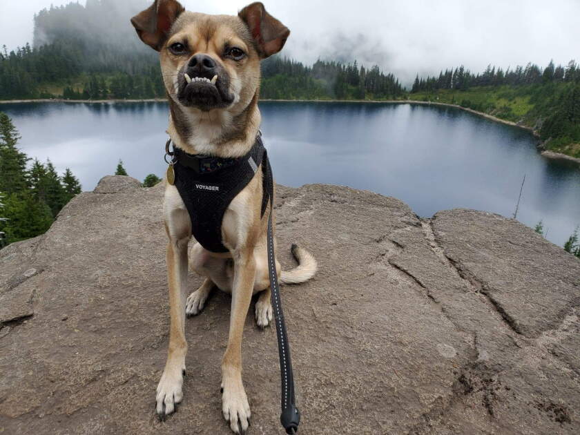 Otis - Underbite Category