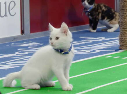 Highlights - Kitten Bowl VIII - North Shore Bengals Touchdown