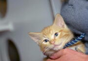 Highlights - North Shore Animal League America - Kitten Bowl VI