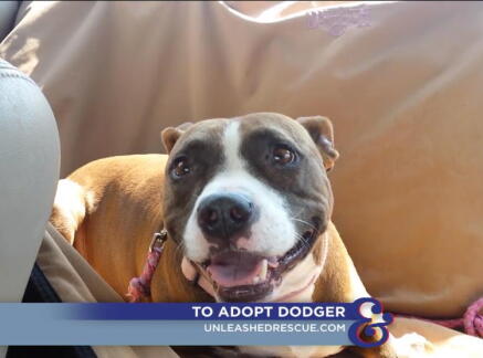 Dodger - Adoption Ever After - Home & Family