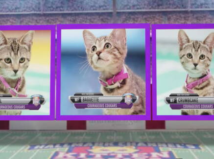 Highlights - Kitten Bowl VIII - Meet the Baker Brothers