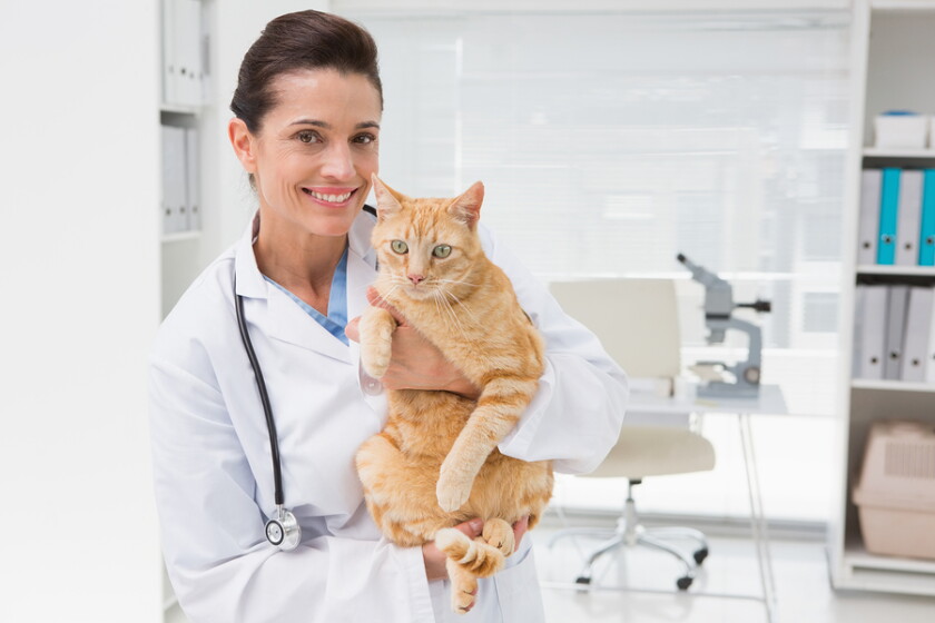 Happy and Healthy Cat Care - 12