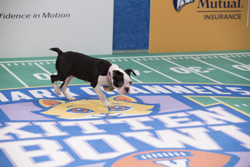 Kitten Bowl V: Up Close with Ruffus the Rufferee - 5