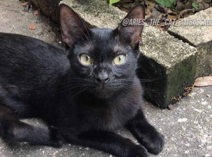 Highlights - Kitten Bowl VIII - Meet Aries