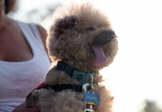 Willow - Emerging Hero Dog - Hero Dog Awards 2018