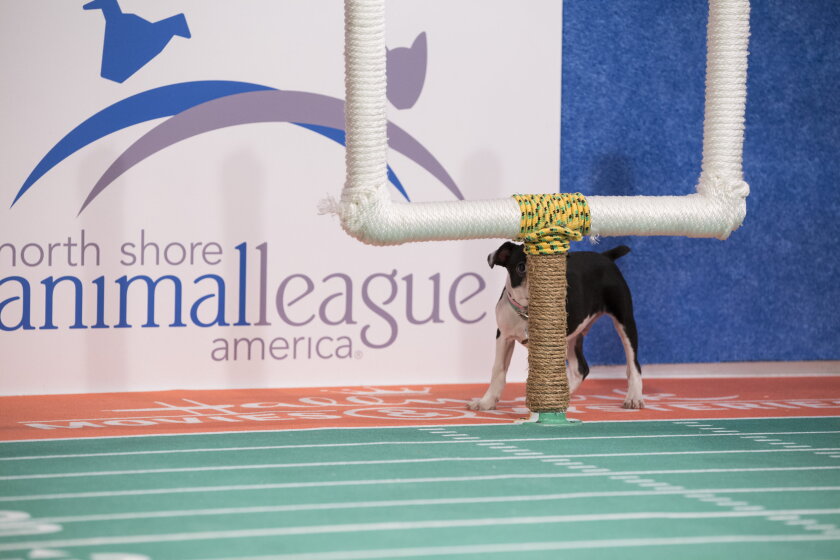Kitten Bowl V: Up Close with Ruffus the Rufferee - 4