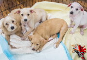 Adoption Ever After - Arya, Ygritte, Jon Snow, and Bran – Home & Family
